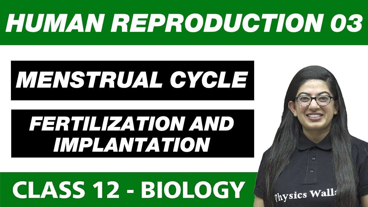 Human Reproduction 03 | Menstrual cycle, Fertilization and implantation | Class 12 NCERT