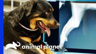 A Degenerative Disorder Has Damaged Hoppy&#39;s Leg Beyond Repair | The Vet Life