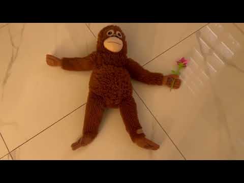 Ep  001 Special Monkey Delivery
