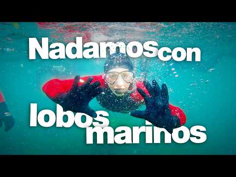 WHALES, PENGUINS AND SEA LIONS