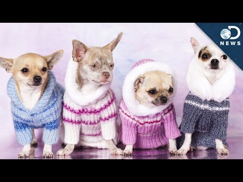 你的狗狗真的需要一件毛衣嗎？ (Does Your Dog Really Need A Sweater?)