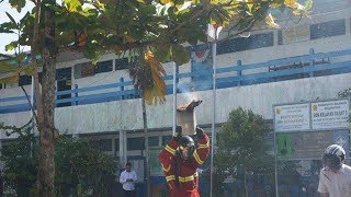 BPBD Kota Banjarmasin Turun Tangan Usir Koloni Lebah yang Bersarang di Lingkungan Sekolah