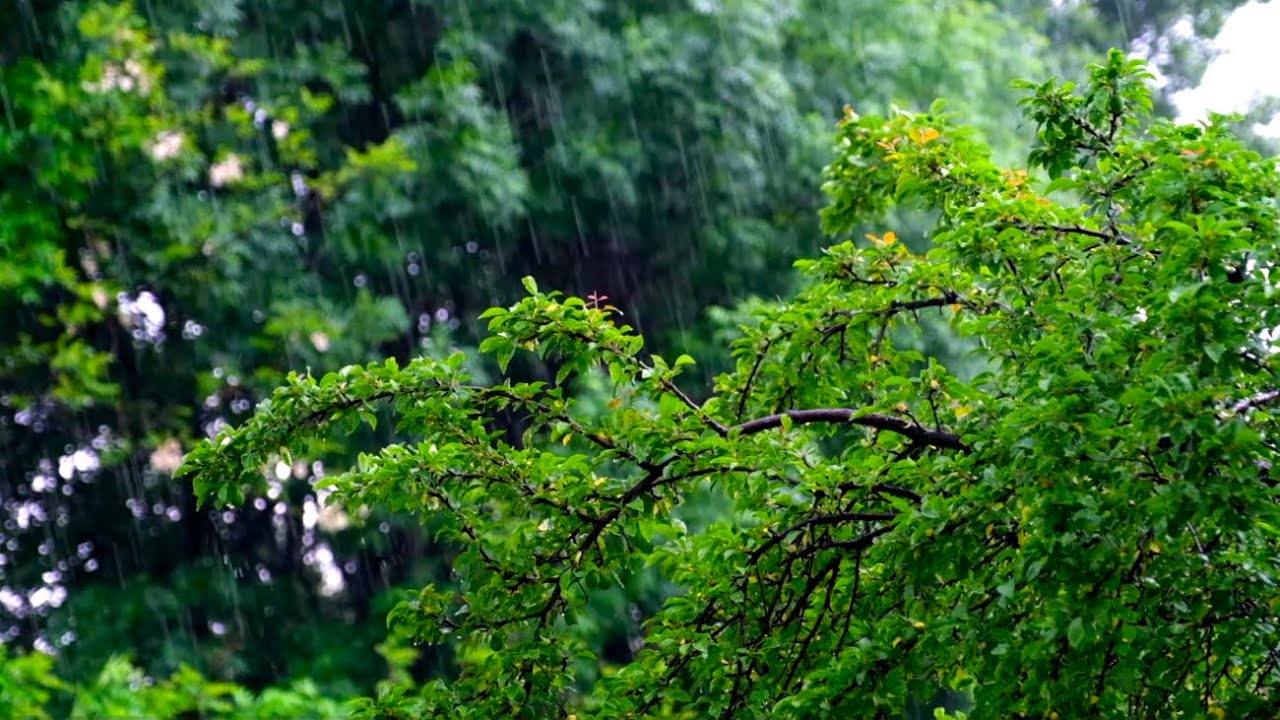 Soothing Rain Sound: A Calming Serenade for Deep Sleep with Raindrops Gracefully on the House🌧️