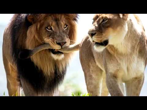 Просмотр и комментарии не обязательные ...