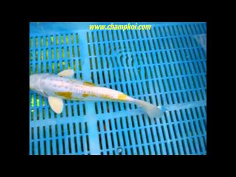 Doitsu Hariwake (12-L-599) - Yamazaki