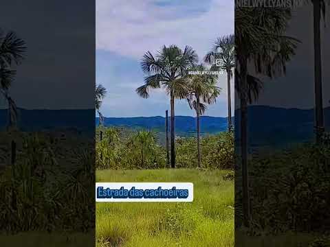 Buritis do cerrado em Nova Xavantina  / Mato Grosso