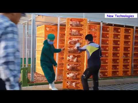 Incredible Modern Chicken Meat Processing Factory, Amazing Automatic Food Processing Machines