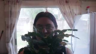 plant update new possible buds on Christmas cactus