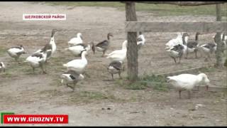 Сельское хозяйство Чечни испытывает кадровый дефицит