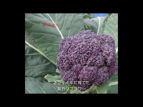 カリフラワー 植物