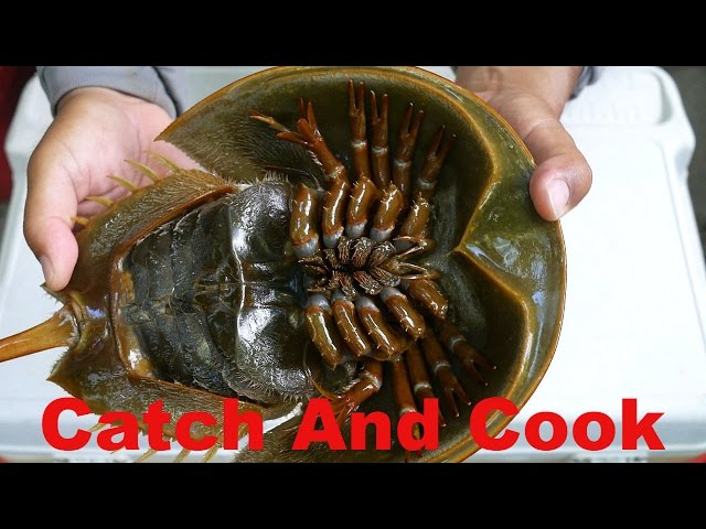 Catch And Cook: 450 Million Year Old Living Fossil - Horseshoe Crab