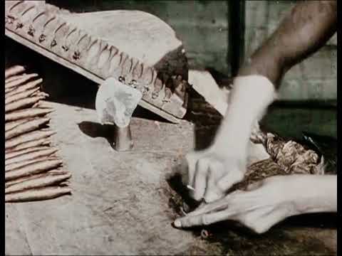 Culture et industrie du tabac en Malaisie (1909) Tobacco Culture (Pathé)