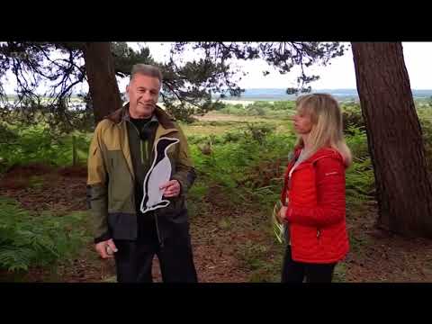 Guillemot eggs with Footage of a Guillemot laying an egg | Springwatch 2024