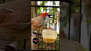 Download lagu Suara Burung Kaso kaso mp3 Download lagu Suara Burung Kaso kaso mp3