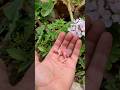 Turning Egg Into Baby Bird Birds