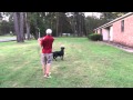 Canine Caddie