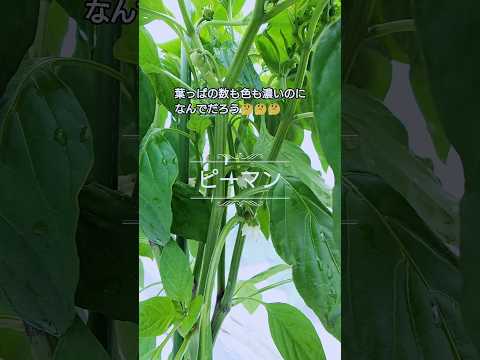 なぜピーマンの苗が育たないのでしょうか？原因と解決策、メンテナンスのヒント  庭園