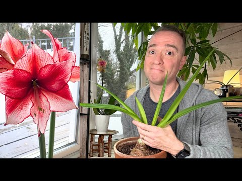 What to Do With Amaryllis After They Bloom: Amaryllis Care 101