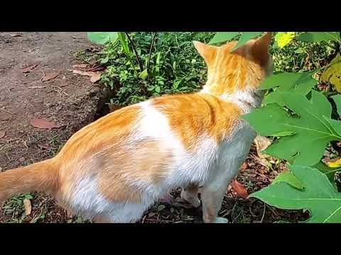 REVIEW MAHKLUK HIDUP - KUCING ( Reni Dwi Saputri X BD 1)