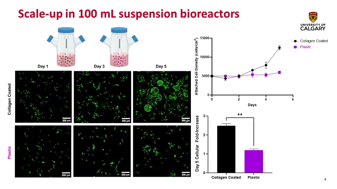 The Controlled & Rapid Expansion of Equine Bone Marrow Derived Mesenchymal Stromal Cells in Stirred