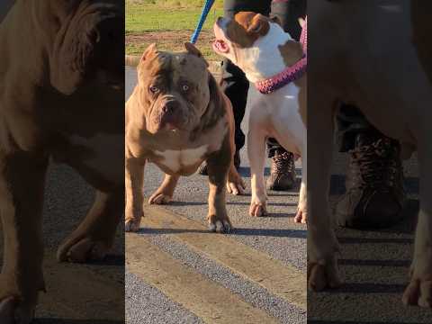 Pitbull enraivado (ha-ha-ha-ha) 😱😱😱 #dogs #pitbull #pitmonster #dog  #dog #pit #cachorros #familia