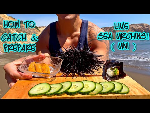 Catching & Preparing LIVE SEA URCHINS (Uni) At the Beach!☀️