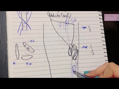 Adductor’s Canal | Femoral Artery Origin Course Branches | Profunda Femoris Artery | ANATOMY