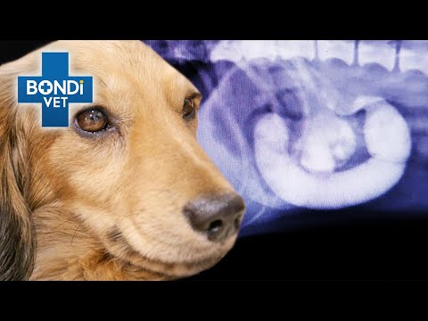 YouTube video about: What happens when dogs eat sand?