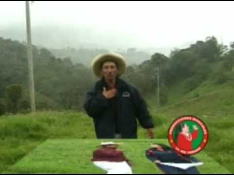 los chiguiripanos - NO TUVISTE FIRMEZA