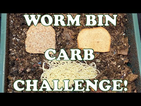 Which Carbs Will Red Wigglers & Blues Eat First? Experiment Day 1 + New Cocoon Nursery! Vermicompost