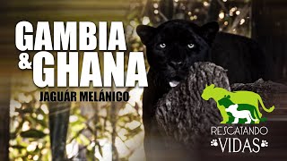 Ghana &amp; Gambia - Jaguar Melánico