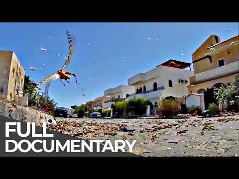 Disaster Deja Vu: San Francisco Earthquakes & Israel Locust Plagues