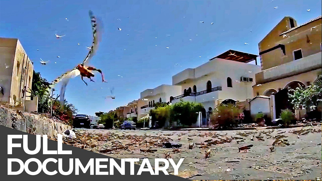 Disaster Deja Vu: San Francisco Earthquakes & Israel Locust Plagues