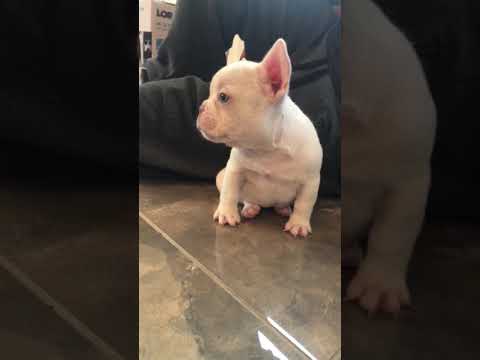 Lil Joey enjoying some playtime