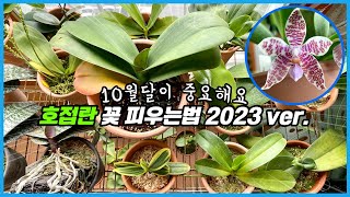 베란다에서 호접란 꽃 풍성하게 피우는 방법!!
