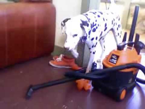 Harpo defeats the very scary vacuum
