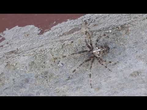 Pauk krstaš (Araneus diadematus) u Temerinu 8. novembar 2020.