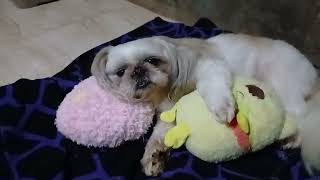 Download lagu Gusto may teddy bear na yakap baby  baby ang dating#MonalizaMOLOPH mp3