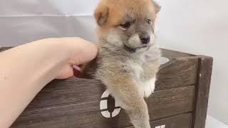 ハーフ犬の動画01