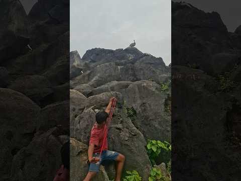 big bird slingshot on the rock #youtubeshorts #nest #animals #shortvideo #wildlife #nature