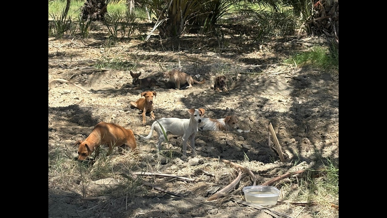 Enlarge Sammy, a ADOPTABLE mixed breed in Coachella, CA video 4/4