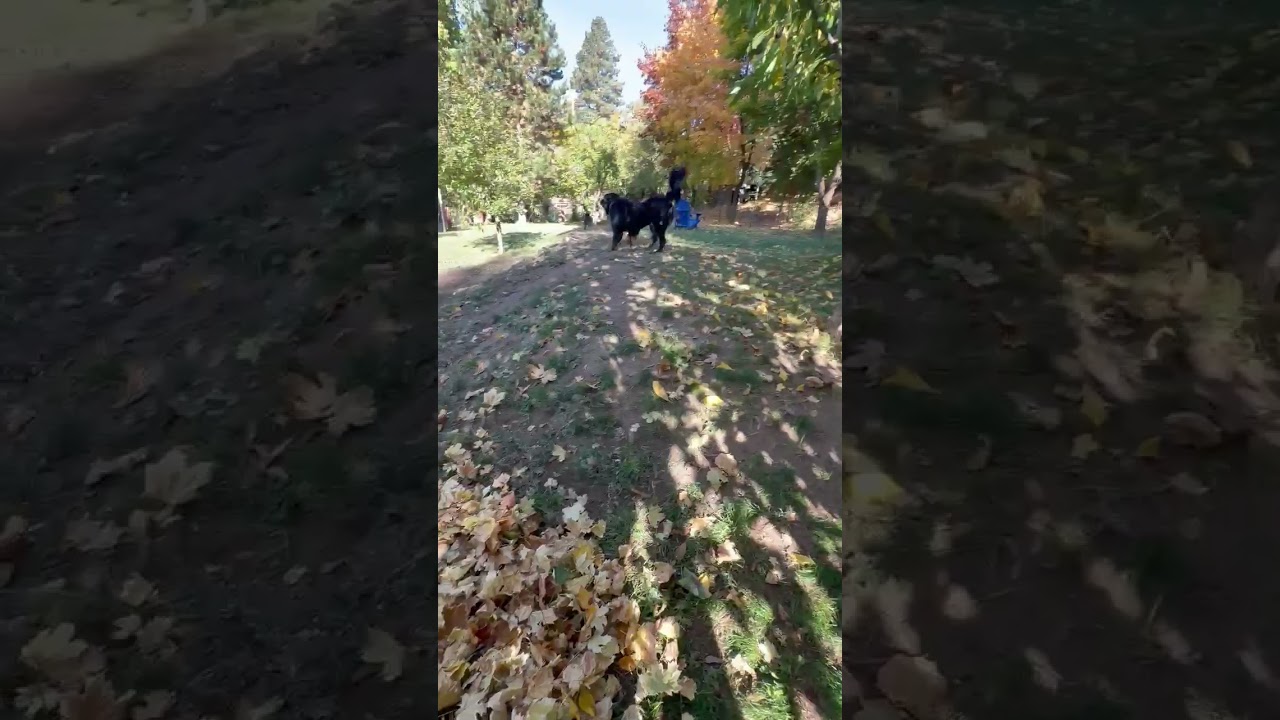 Enlarge Buddy, a Adoptable Black Labrador Retriever in Roslyn, WA video 5/5
