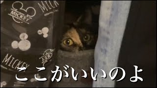 ここが住処だ！と言い張るので一旦あきらめました(里親募集)