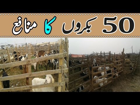 , title : 'Goat Farming Business Plan - Small Business Idea - Goat Farming in Pakistan'