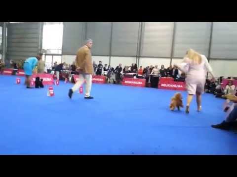 European Dog Show Brno 2014