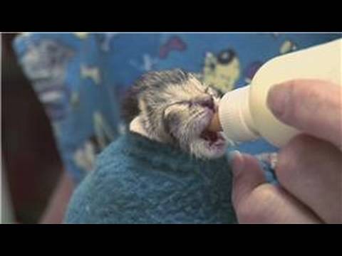 Kitten & Cat Care : How to Raise Just-Born Kittens