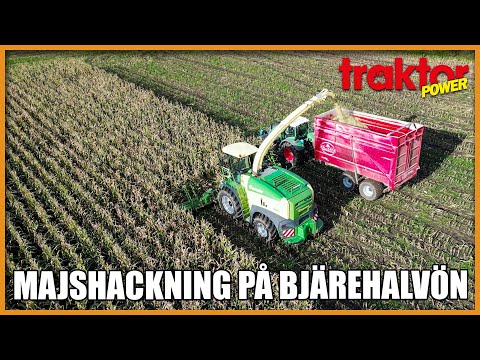 Big X hackar majs på Bjärehalvön