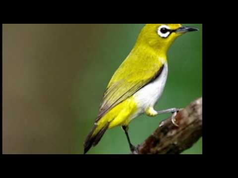 download lagu mp3 mp4 Masteran Pleci Bakalan Mp3, download lagu Masteran Pleci Bakalan Mp3 gratis, unduh video klip Masteran Pleci Bakalan Mp3