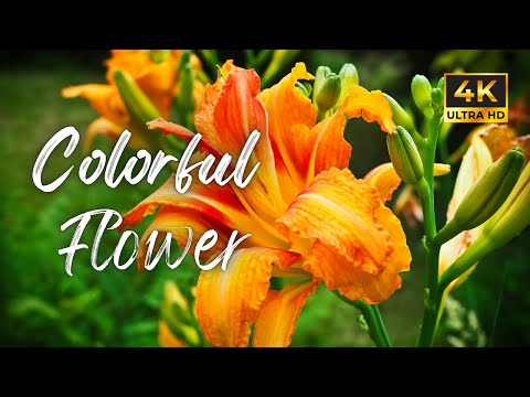 Colorful Flowers in 4K Ultra HD | Relaxing Nature Sounds