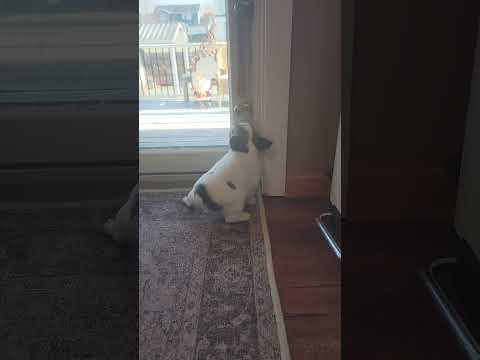 Video 1